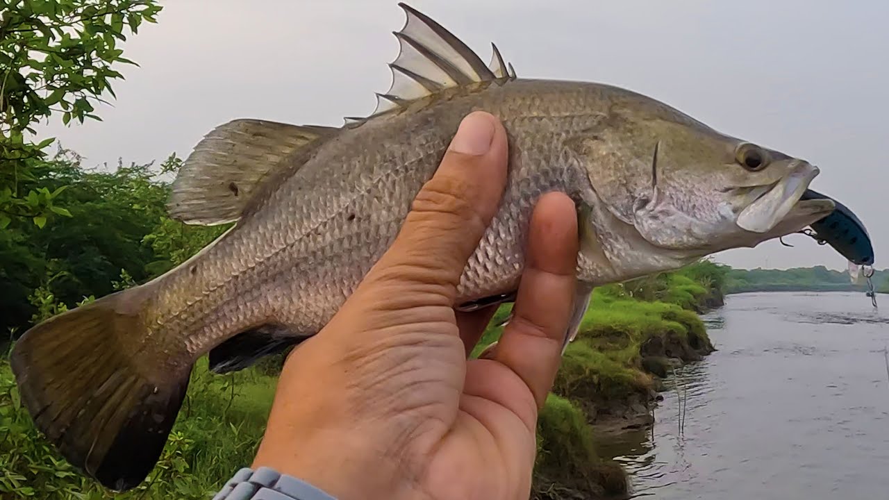 Ultralight Barramundi Session: Small Fish, Good Vibes | Ultralight Fishing