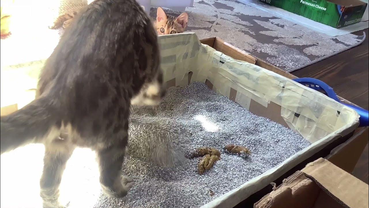 BENGAL CATS POOPING MISSY MOOGROB YouTube