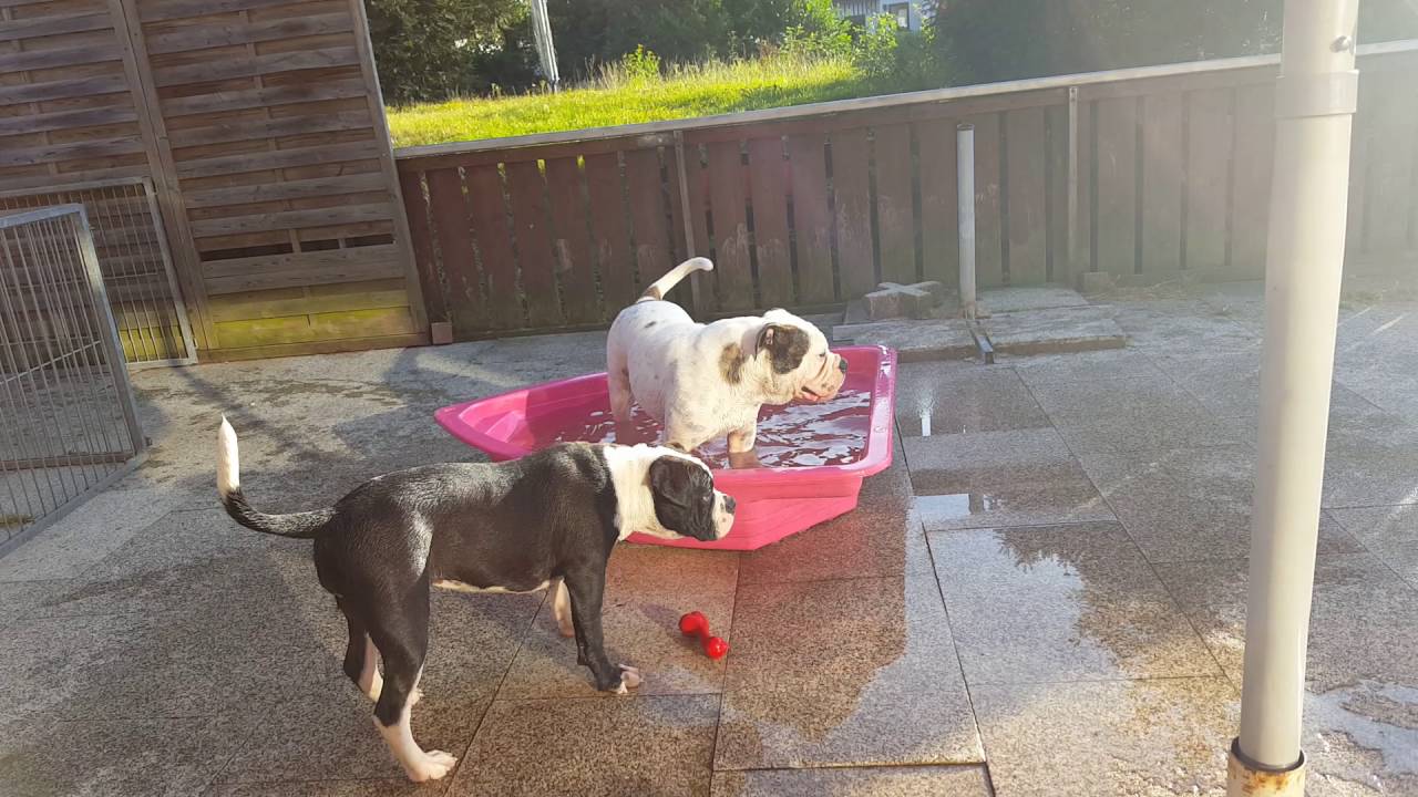 Continental Bulldog Kimba
