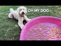 I Surprised My Dog with a POOL of HOTDOGS!