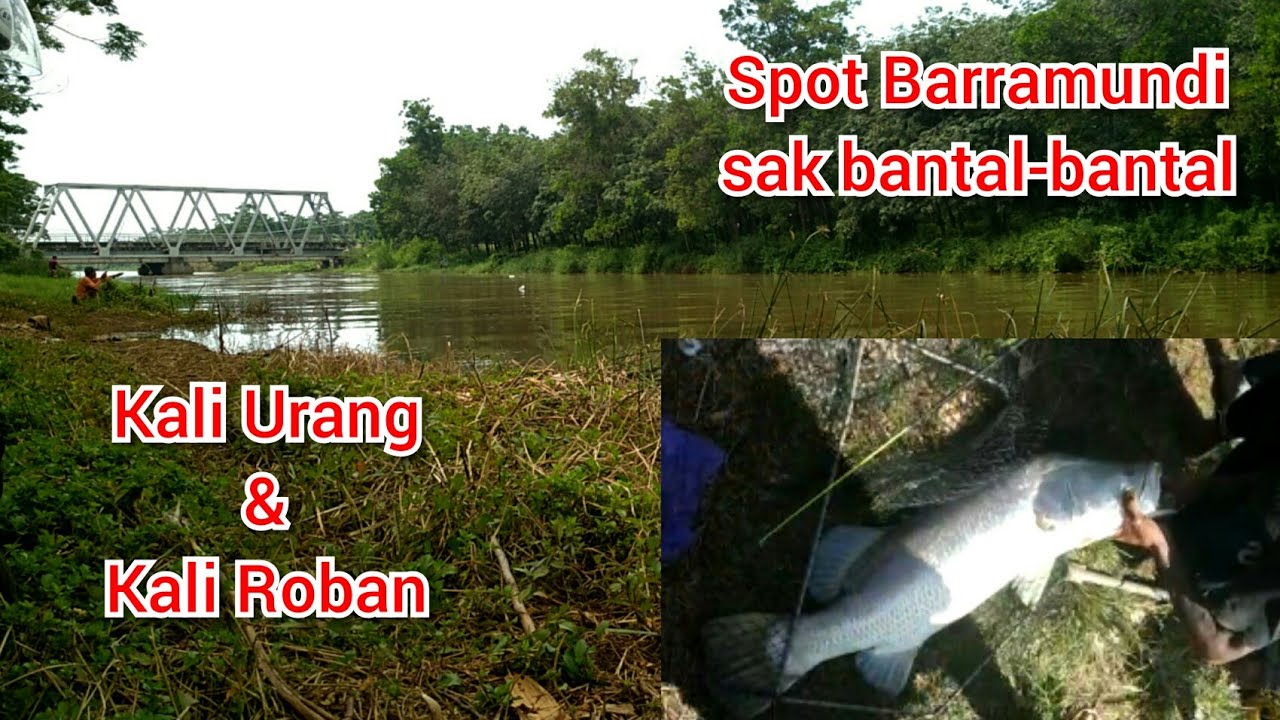 Spot mancing barramundi sak bantal-bantal,kali urang dan kali roban