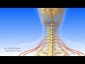 Systme nerveux central et systme nerveux priphrique