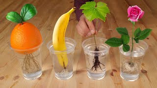 How to Grow Roses From Banana  New gardening methods for any plants