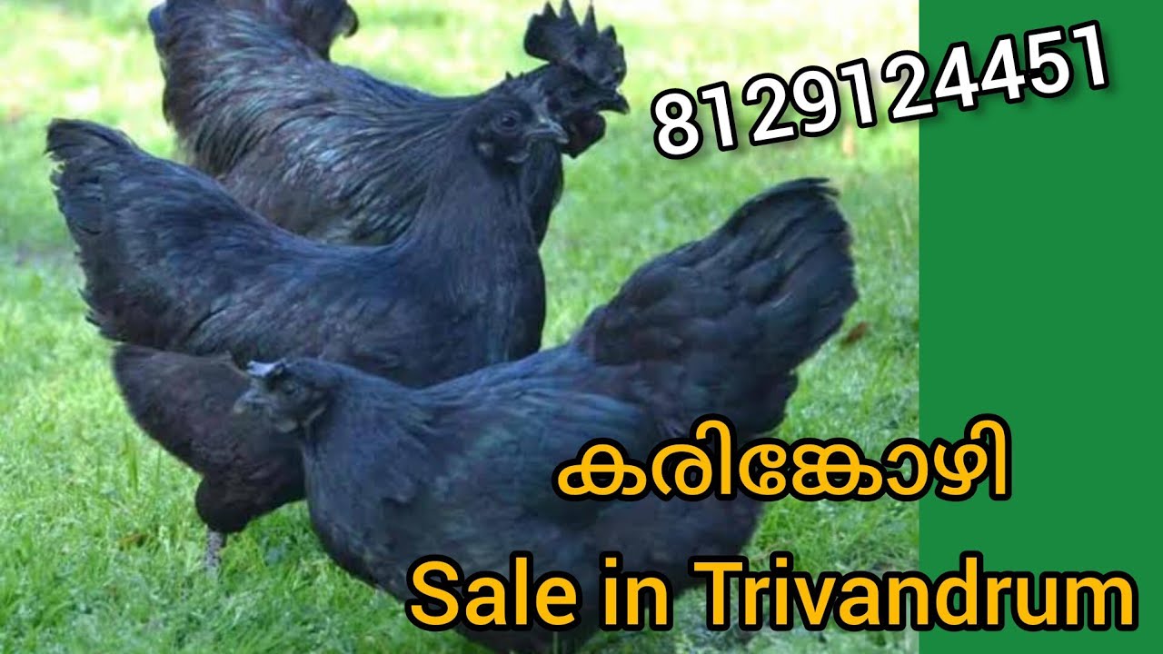 Karinkozhi sale at Trivandrum YouTube