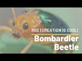 Bombardier Beetles Create Chemical Explosions! | Bombardier Beetle | Creation is Cool