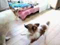 ケビン主演フットルース