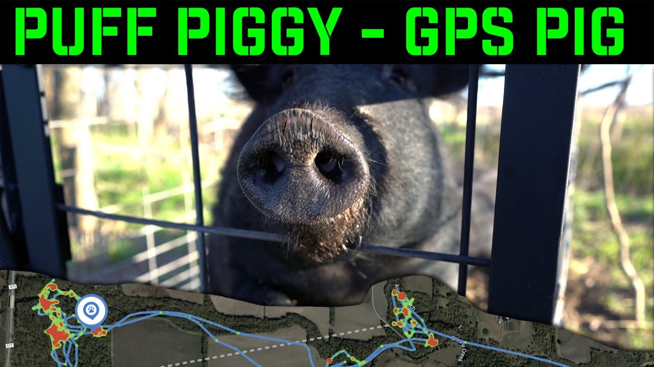 Puff Piggy Judas Pig Number 4 GPS Tracking Feral Hogs in Texas
