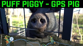 Puff Piggy - Judas Pig Number 4 | GPS Tracking Feral Hogs in Texas