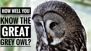 Great Grey Owl || Description, Characteristics and Facts!