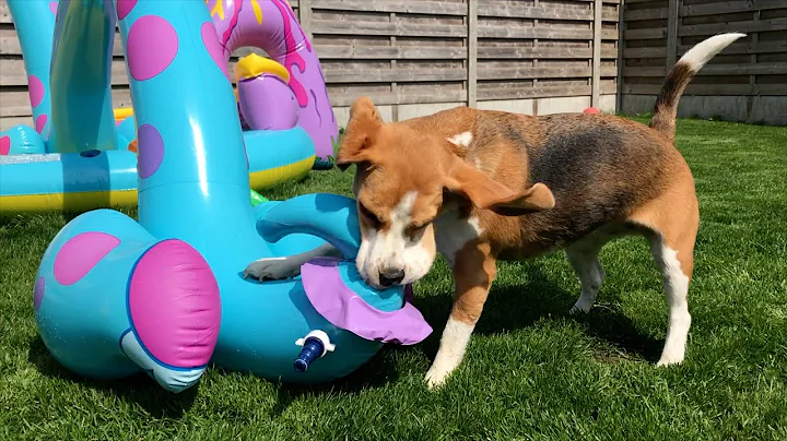 Beagle Dogs Are the Best Breed: Funny, Playful, and Adorable!