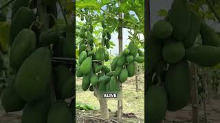 The Secret Trick to Growing MORE Papayas! 😱|| #viral #papaya
