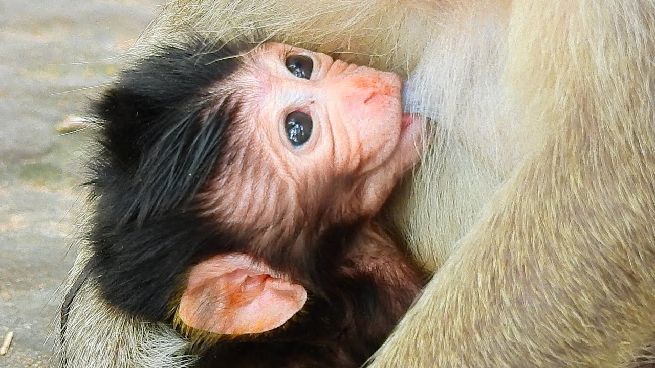 NEWBORN BABY FAST DRINK FRESH MILK MOM CONGRAT GINGER MONKEY newborn-baby-fast-drink-fresh-milk-mom-congrat-ginger-monkey