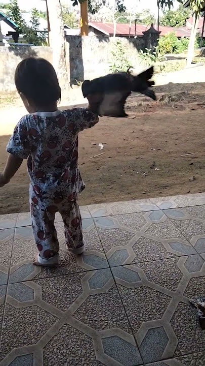 Main burung merpati #shorts