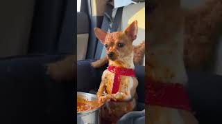 Este perrito no entiende  #dog #dogshorts #dogs #chihuahu...
