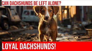 Leaving Your Dachshund Alone: Tips & Advice