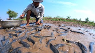 amazing fishing! catch a lot of catfish in mud little water at field catch by hand a fisherman