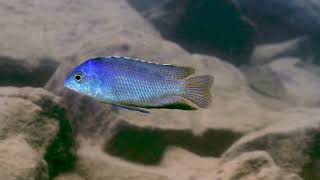 Protomelas fenestratus (Window Cichlid) in the Wild | Thumbi West, Lake Malawi Cichlids