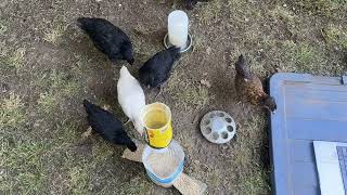 APES DIY Final Project:sustainable chicken feeder