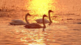 큰고니 (whooper swan) 4 K 허종태 나그네