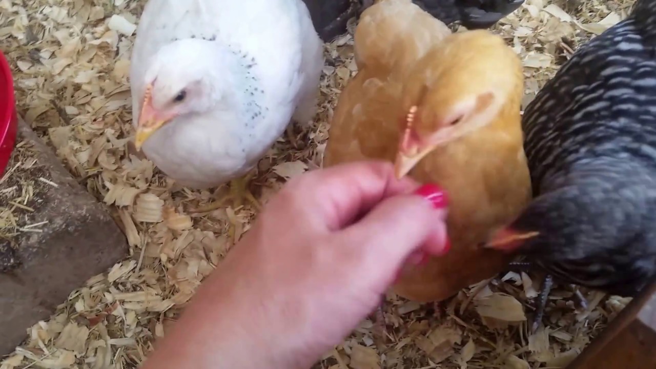 My Chicks At 6 Weeks Old Fully Feathered Tame And Able To Be Sexed