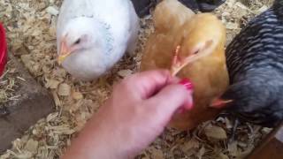 Baby Chicks 6 Weeks Old: Fully Feathered & Tame to Touch!