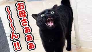 大好きな母との再会が嬉しすぎて、大発狂する猫