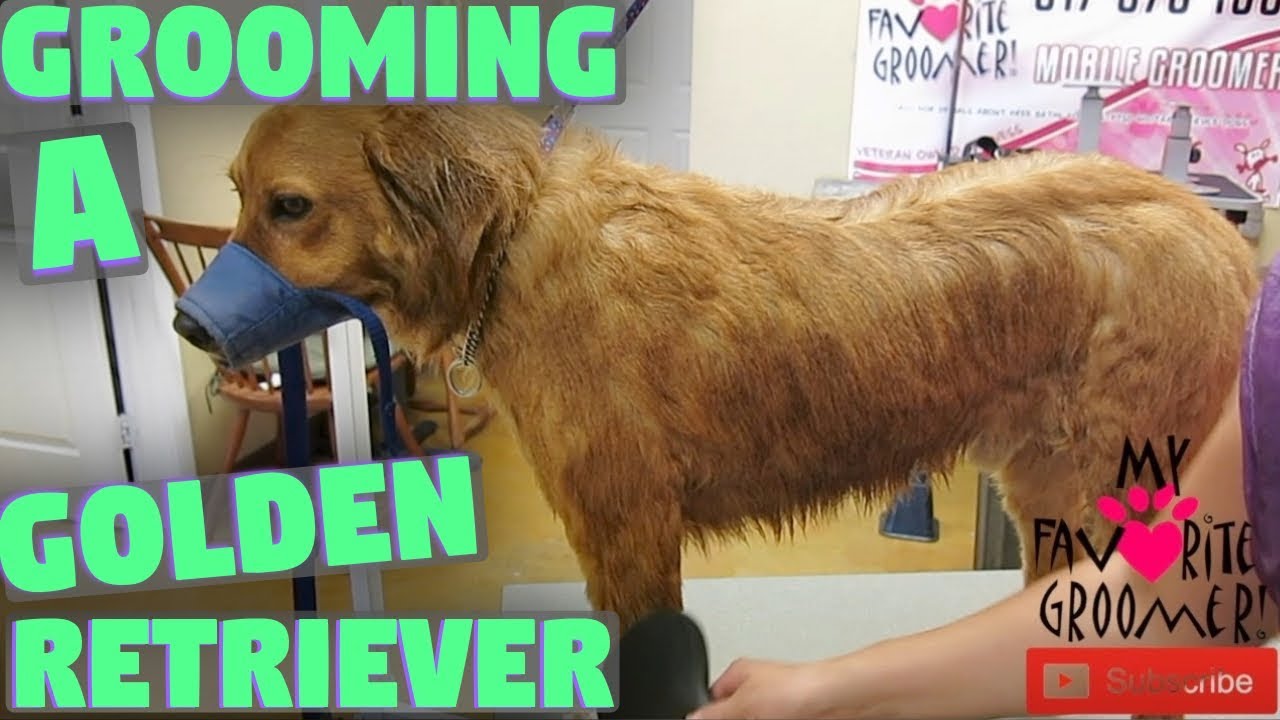 Golden Retriever Groom YouTube