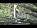 singing monkeys at the miami zoo