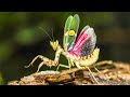 The World S Most Successful Animals Are Not What You Think PLANET INSECT 4K 