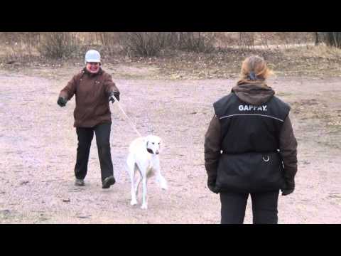 Video: Saluki-koirarotu, Allergiatestattu, Terveys- Ja Elinikäinen