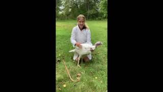 Market Turkey 2022- Chloe MacGregor