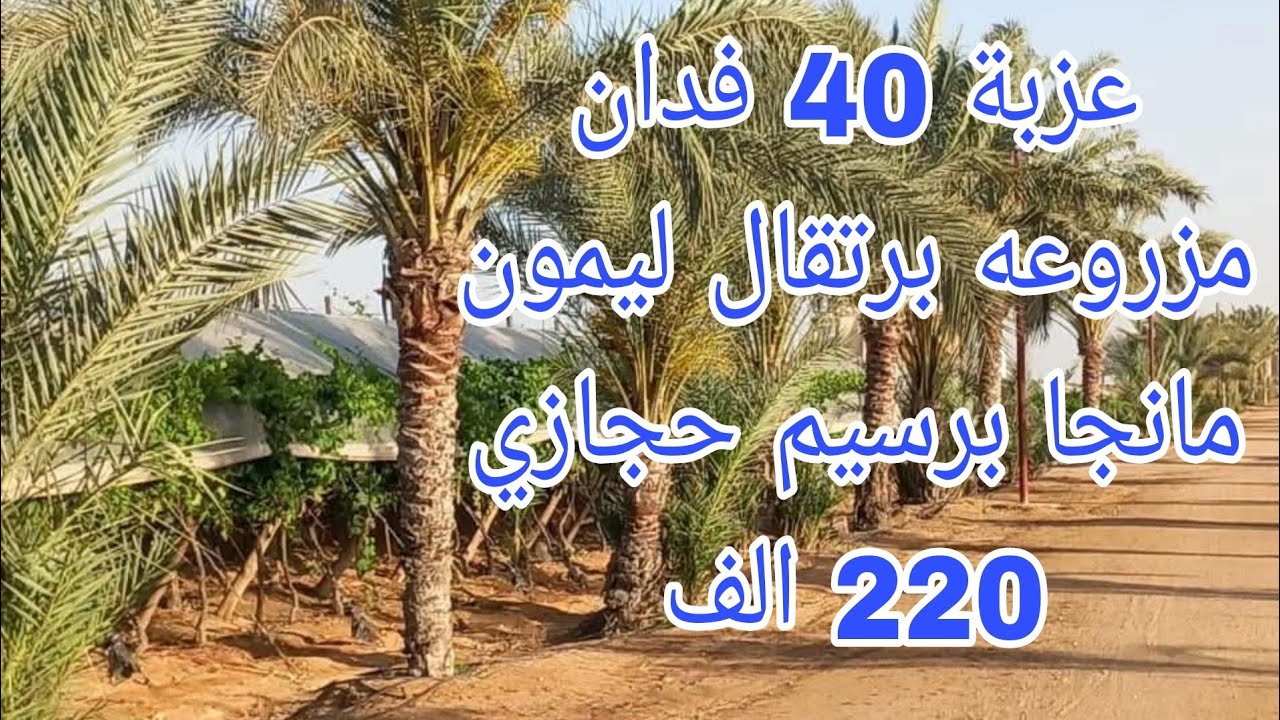 عزبة 40 فدان للبيع مزروعه برتقال ليمون نخل جوافة ليمون مانجا برسيم ...