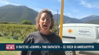 O παγετός "έκοψε" την παραγωγή - Σε πίεση η αμπελουργοί