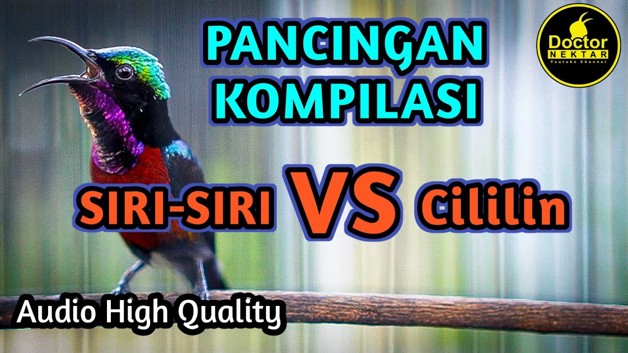 KONIN GACOR FULL ISIAN MERAH SIRI-SIRI DENGAN CILILIN PANJANG COCOK UNTUK MASTERAN KOLIBRI NINJA