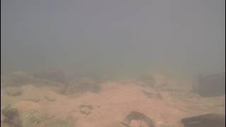 Teraja River | Labi Jungle | Brunei | Biotope