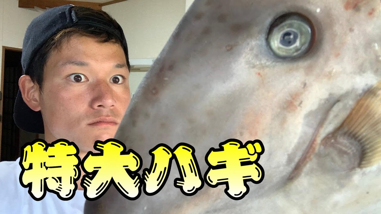 巨大ハギの中からでてきた、巨大肝！！はたしてその味は？