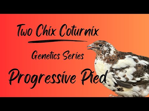 Genetics Series: Progressive Pied