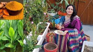 How to grow Haldi ( turmeric) at home | Medicinal plant | Grow in pots |