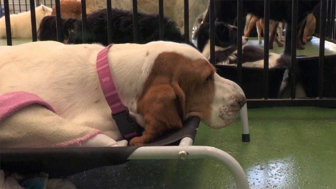 A day at Urban Dogs Day Care YouTube