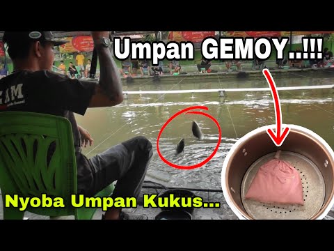 Umpan GEMOY Gacor Pisan Sampe Tetangga Ngelamun | Umpan Gacor Ikan Mas