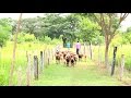 Cría de ovinos - Manejo Silvopastoril
