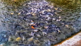 Fish Family Feeding Video 