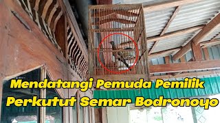 Perkutut Semar Bodronoyo || Mendatangi Pemuda Pemilik Perkutut Semar Bodronoyo