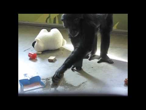 Chimpanzee sweeps dirt