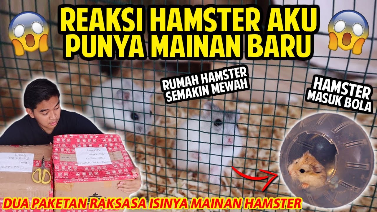REAKSI HAMSTER AKU PUNYA MAINAN BARU! HAMSTER MASUK BOLA! 2 PAKETAN RAKSASA ISINYA MAINAN HAMSTER!