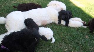 SOLD - Beans Done Nursing Week 5 - Standard Poodle Puppies For Sale by Springer Clan Standard Poodles 214 views 11 years ago 22 seconds