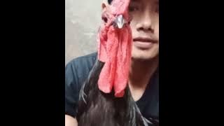 Ayam pelung warna hitam ( ayam pelung warna yang istimewa)