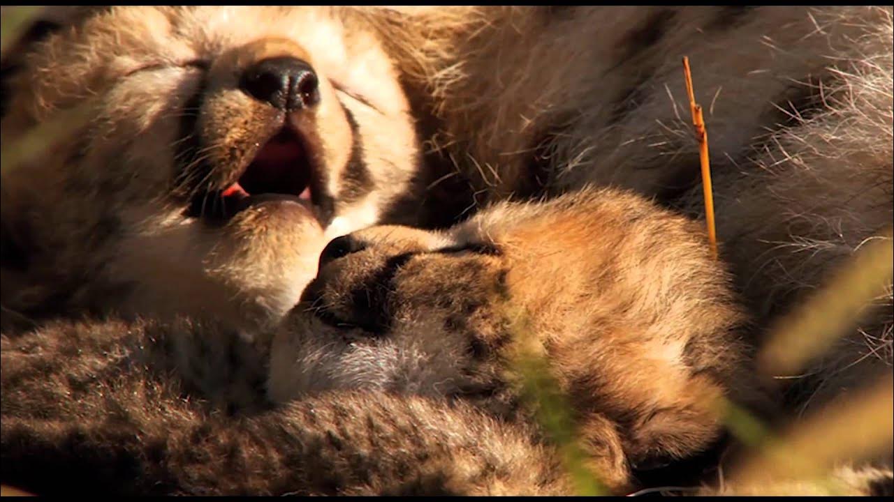 Дикая жизнь видео. Sleeping on cheetahs. гиф гепардик детеныш зевает. видео со спящими гепардами котятами.