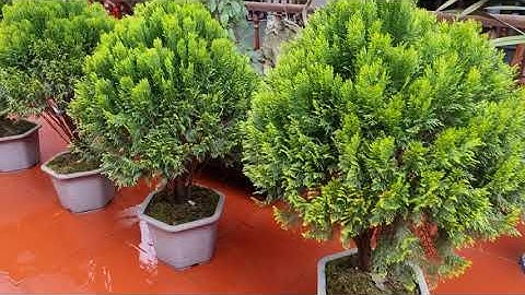 Check in Nhà hàng Hoa Đá gần cột cờ Lũng Cú - Ngọc Ngân Bến Tre 0386569374 (12/04/2022)