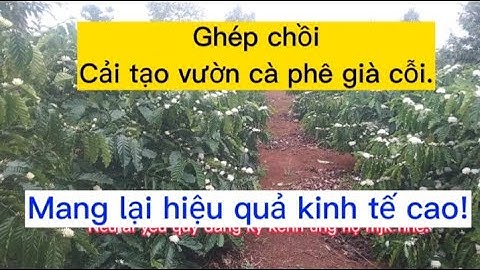 Biện pháp ghép chồi. Cải tạo vườn cà phê già cỗi mang lại hiệu quả kinh tế cao. 02/03/2023